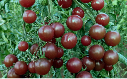 Chocolate Cherry Tomato Seeds - Organic Heirloom, Super Sweet, Rare Solanum lycopersicum, Seed Packet