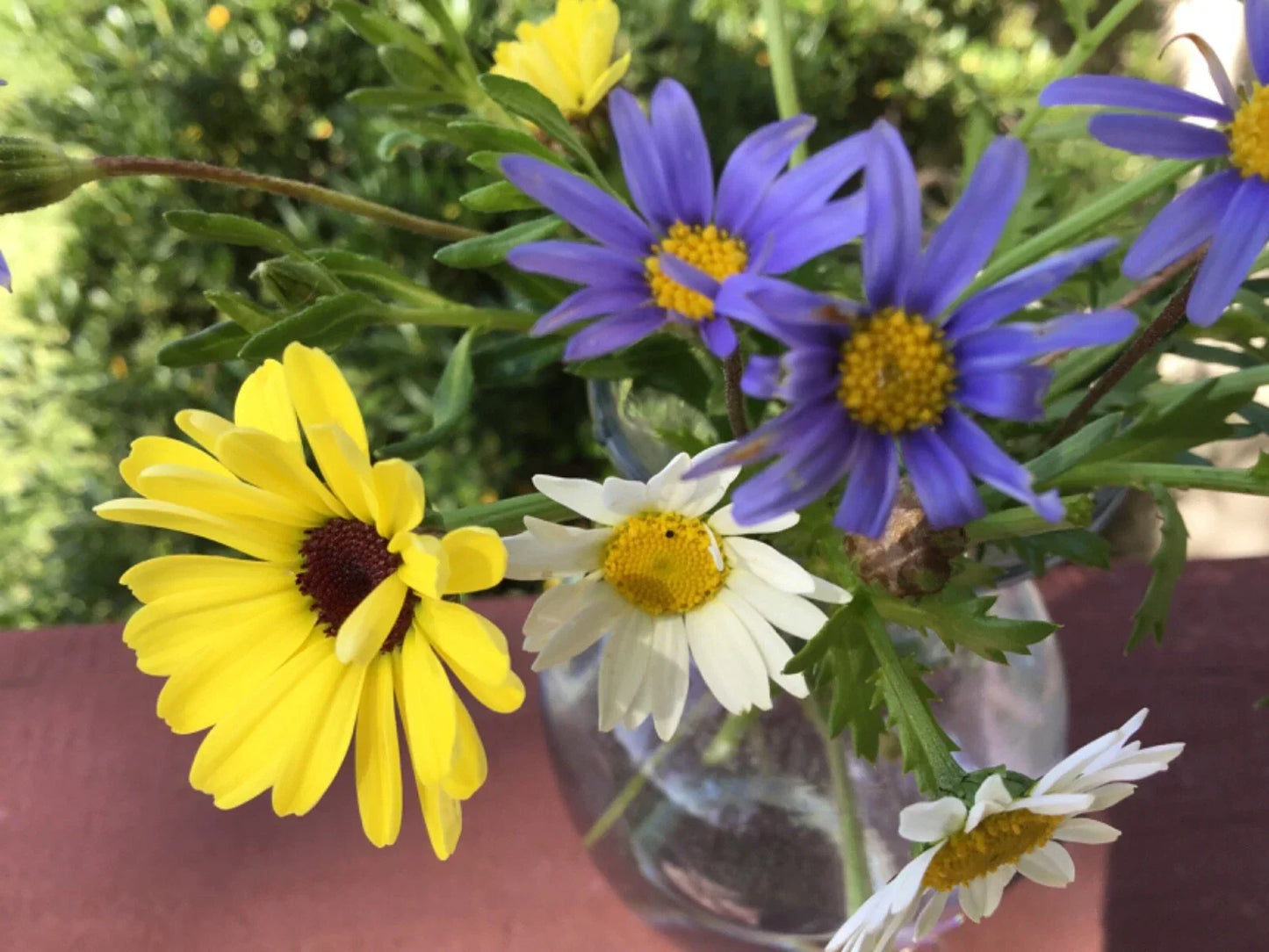Daisy Seed Mix Painted - 100 Seeds in Pastel Blue, Yellow & White | Bellis perennis