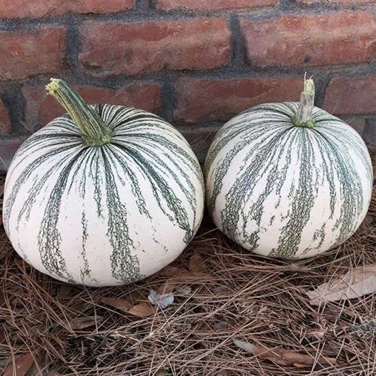 Silver Edge Pumpkin Seeds for Planting - Exotic Striped Squash, Cucurbita pepo, Decorative & Edible