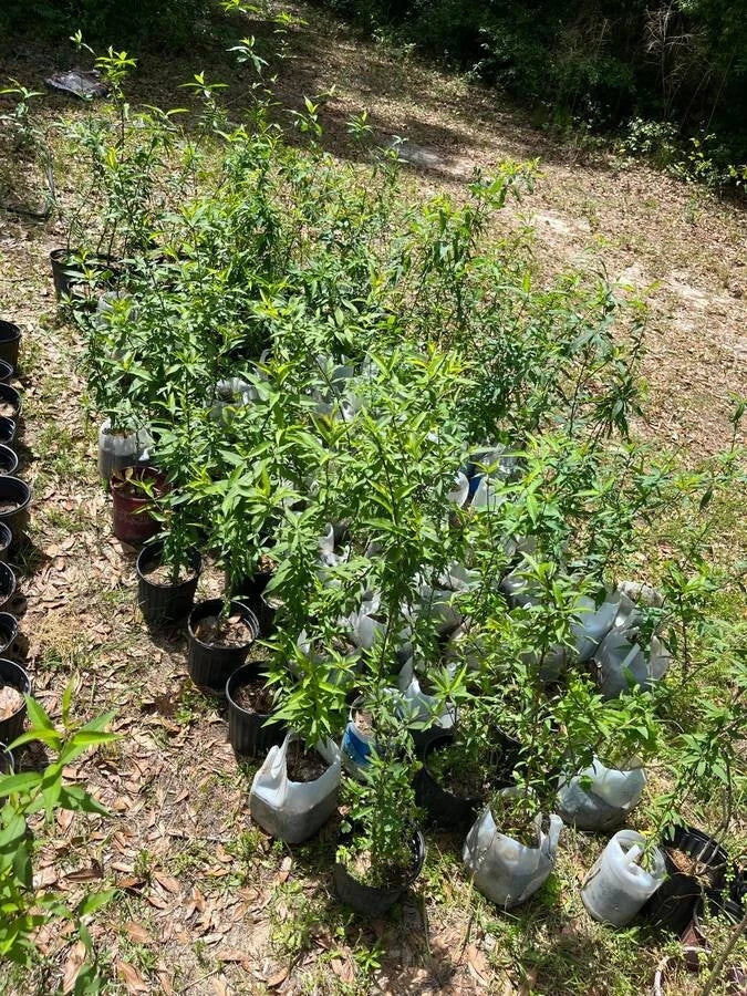 Live Peach Tree Plant - Common Grandfather Variety - Prunus persica - 3-Gallon Pot