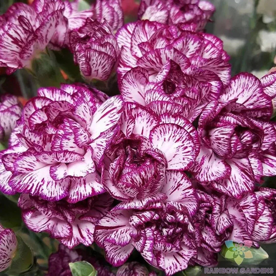 Purple Pixie Carnation Seeds - 200+ Count for Garden Planting - Dianthus caryophyllus - Easy to Grow, Vibrant Flowers, Non-GMO
