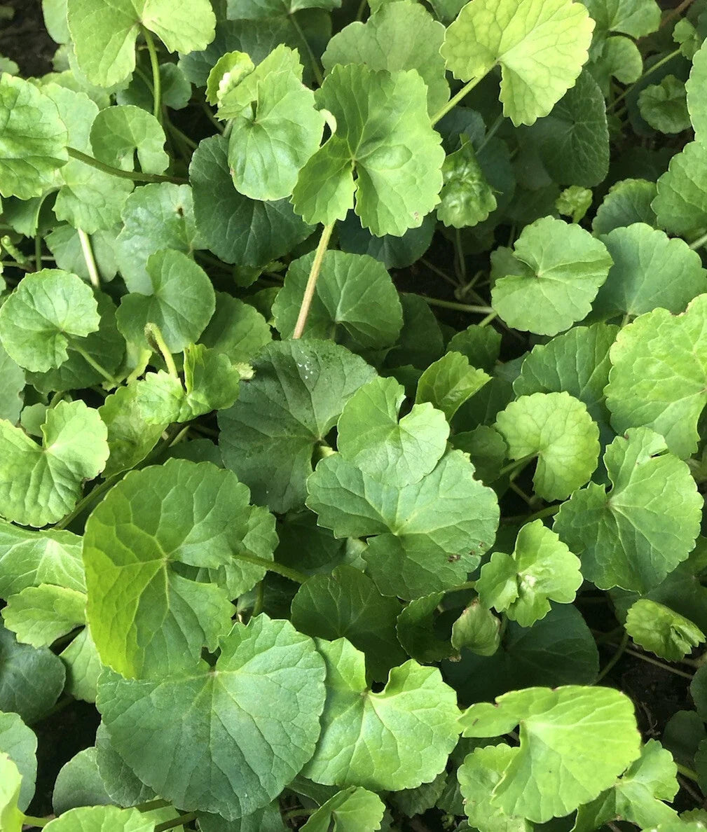Pennywort Gotu Kola Bare Root Plants 10pcs | Centella Asiatica for Gardening, Indoor, Herbal Remedies