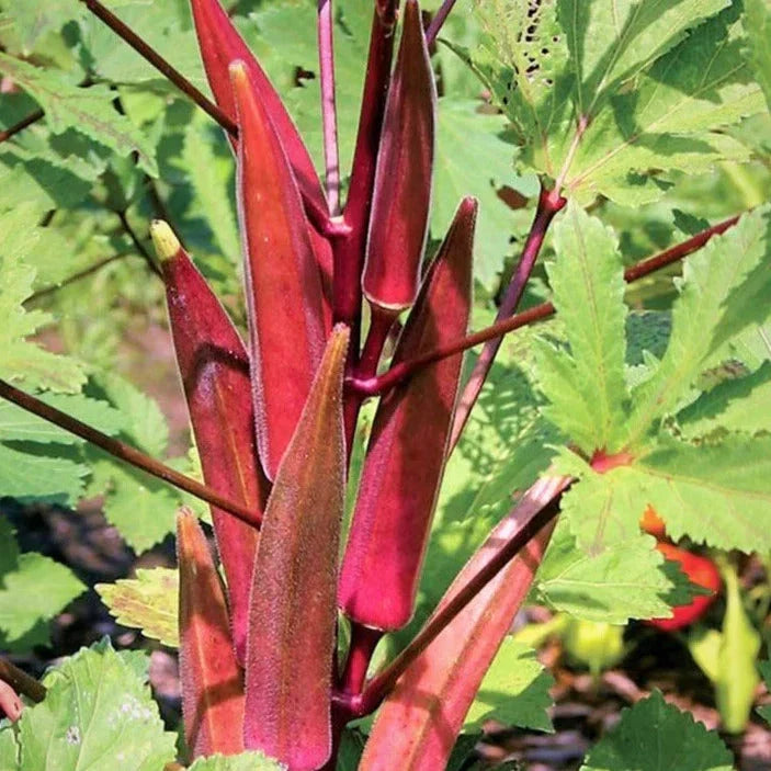 Burgundy Red Okra Seeds - Organic Abelmoschus esculentus Vegetable Seeds for Gardening, 100+ Pack