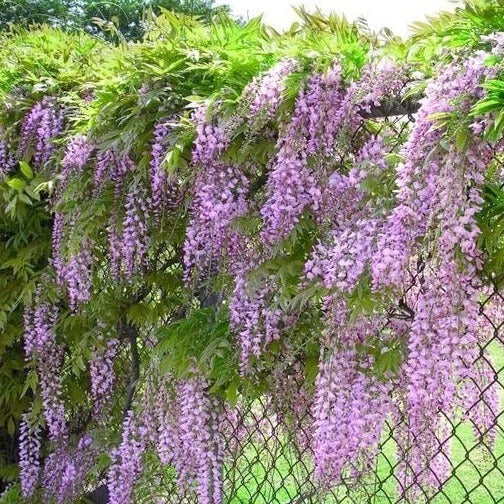 Blue Wisteria Live Tree - 3.5" Pot, Climbing Plant with Blue-Purple Flowers, Wisteria sinensis, Full Sun, Fast-Growing Garden Vine