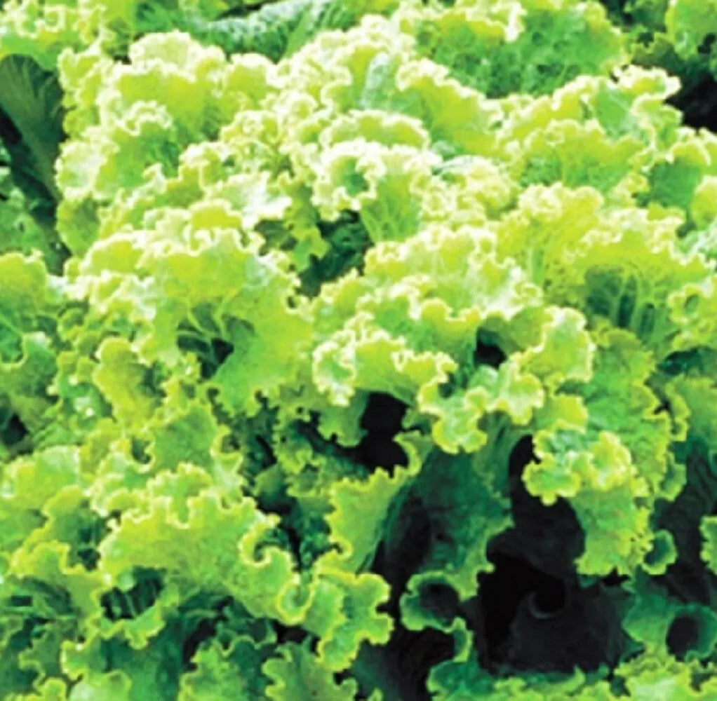 Green Ice Leaf Lettuce Seeds | Heirloom NON-GMO | Lactuca sativa | Fresh Garden Seeds