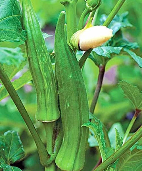 Okra Seeds - 50+ Clemson Spineless Variety Vegetable Seeds for Home Garden, Abelmoschus esculentus, Non-GMO, Organic, USA Grown