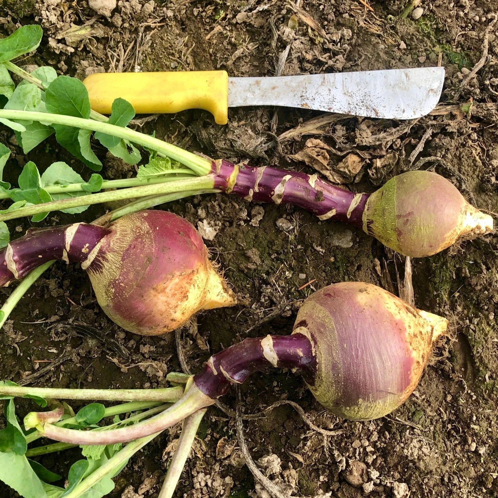 Joan Rutabaga Seeds – Heirloom Brassica napus for Garden Planting, Non-GMO, 500+ Seeds for Home Gardening