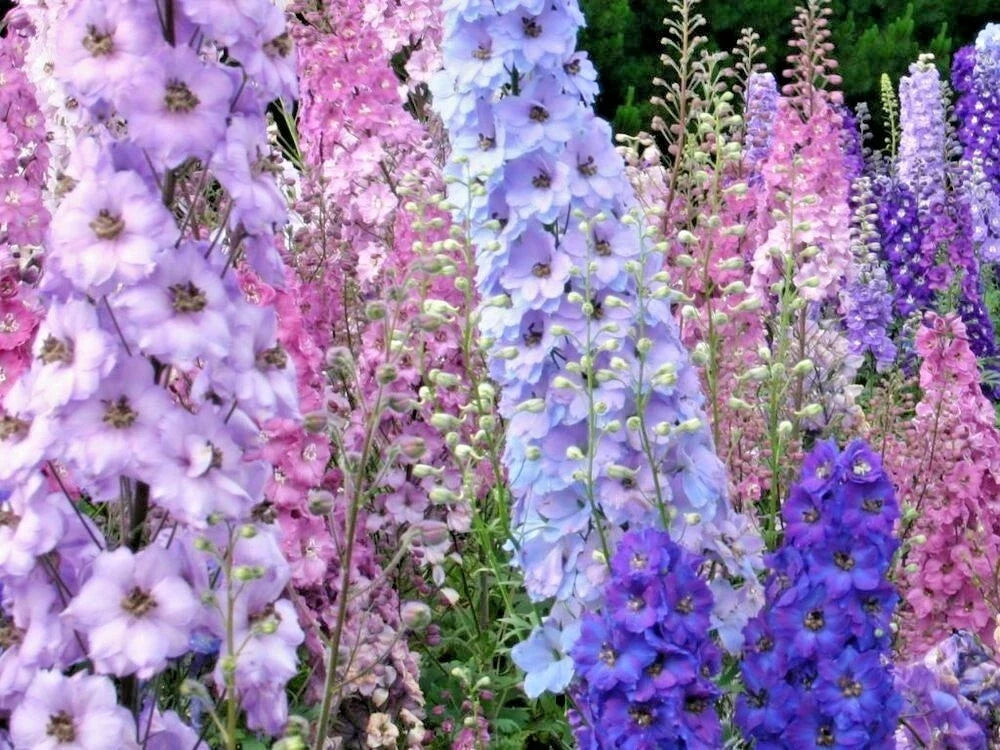 Larkspur Seeds - Imperial Mix, Native Wildflower, Delphinium ajacis, Cut Flowers, Pollinator Attractant, Garden Wildflower Seeds