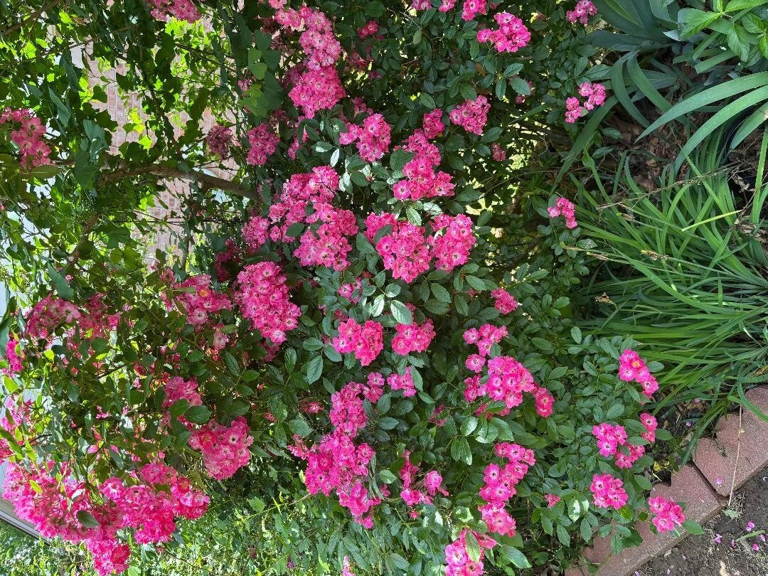 Rosa Red Riding Hood Hedge Rose Cuttings - 3 Pieces, 6-8” Long, Vibrant Red Blooms