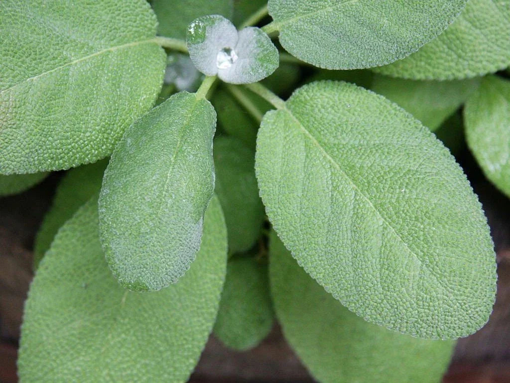 Non-GMO Broadleaf Sage Seeds - Salvia officinalis Culinary Herb, Pack of 100 Seeds