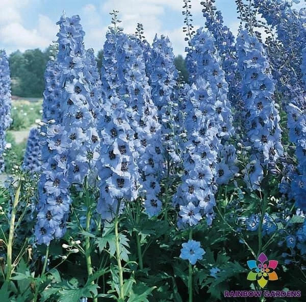 Pacific Giant Blue Jay Delphinium Seeds - 200+ Pack, Delphinium elatum, Blue Flowers, Garden Seeds, Non-GMO, USA Grown