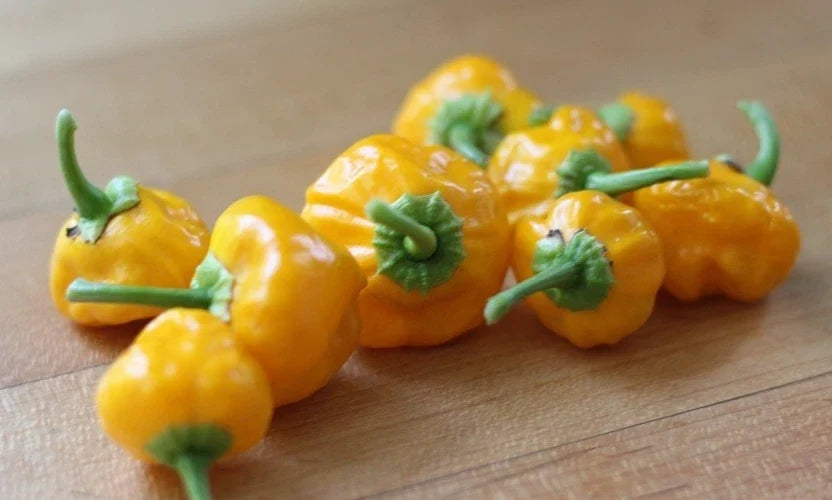 Jamaican Yellow Scotch Bonnet Pepper Seeds - 20 Premium Capsicum chinense for Spicy Caribbean Cuisine