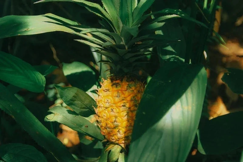 Cabezona Pineapple Seeds - 15+ Pack for Garden Planting - Ananas comosus - USA Grown - Non-GMO, Easy to Grow, Tropical Fruit Seeds