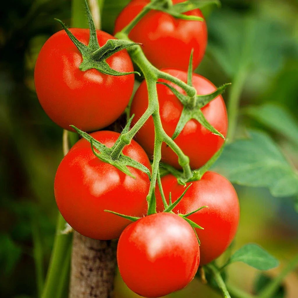 Moneymaker Tomato Seeds | Indeterminate Cordon Stake Tomatoes | Solanum lycopersicum | Bountiful Harvest