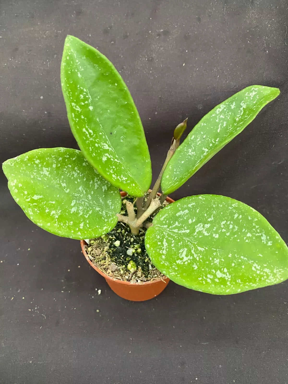 Rare Hoya Joel Hybrid Rooted Plant in 2.5" Pot, Exotic Wax Plant, Hoya sp. 'Joel' for Indoor Gardens