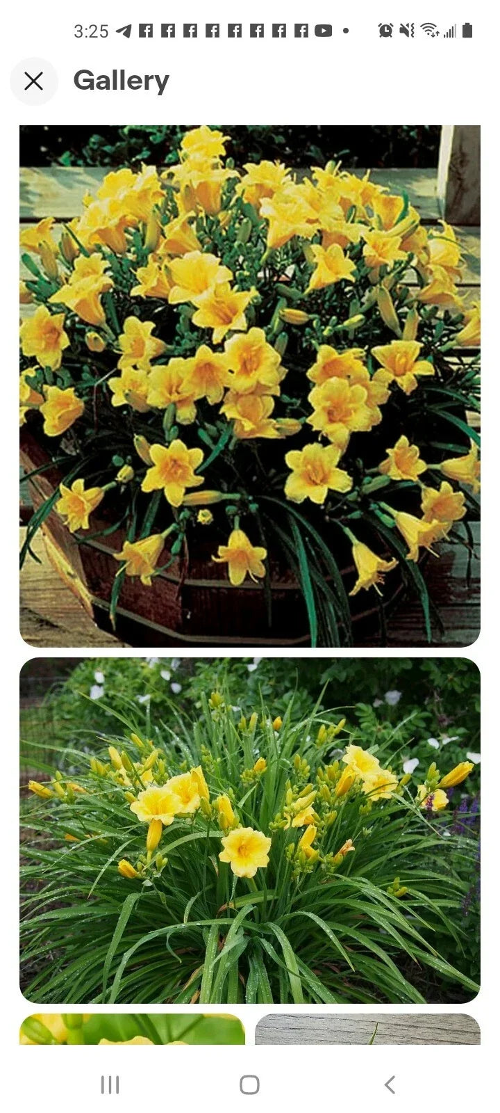 Perennial Daylily Bare Root 6-Pack - Stella De Oro Yellow Reblooming Hemerocallis for Garden, Drought Tolerant, Outdoor Plant