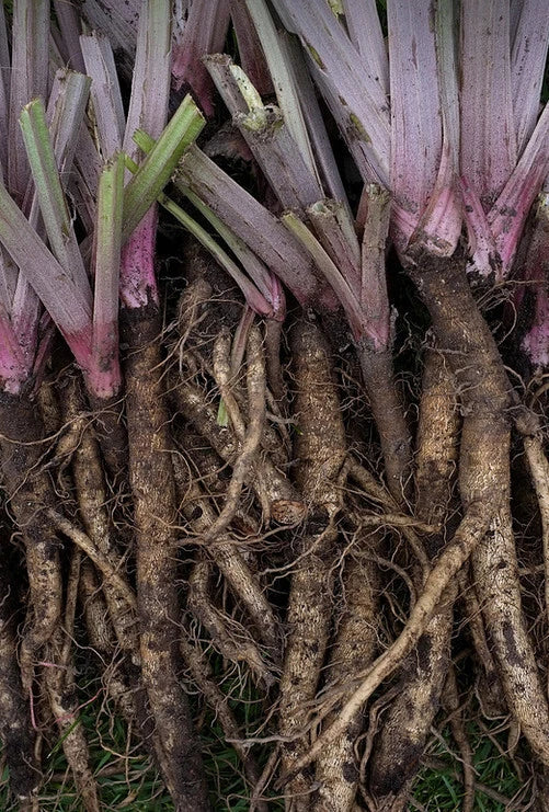 Burdock Seeds 10-200 Count | Edible Gobo Kimpira | Heirloom Arctium lappa | Root Vegetable for Cooking & Gardening
