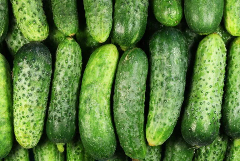 National Pickling Cucumber Seeds Non-GMO Organic Gherkins for Home Gardening