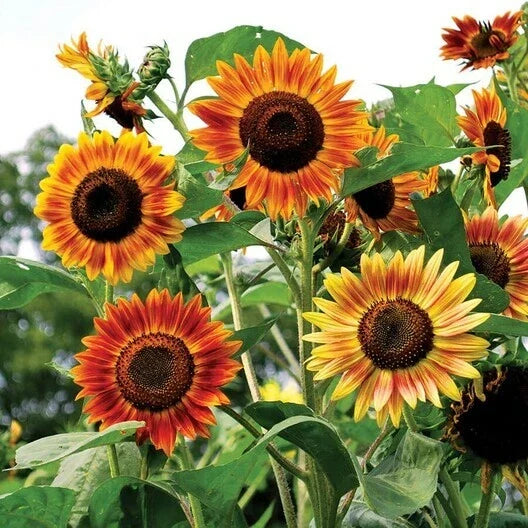 Sunflower Seeds - 100 Count - Evening Colors Rust Red - Non-GMO - Attracts Birds & Pollinators - Helianthus annuus