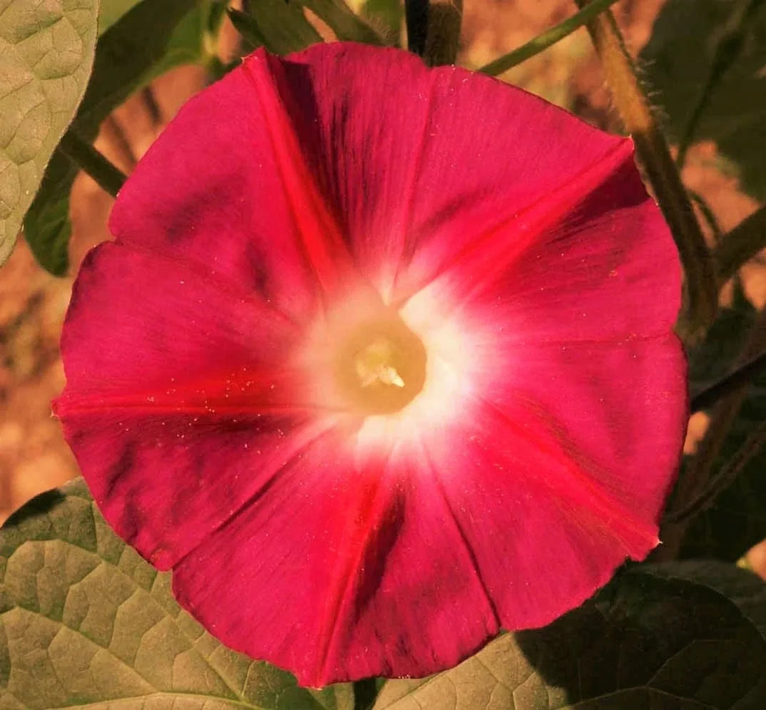 Morning Glory Seeds Scarlett O'Hara Non-GMO Ipomoea purpurea for Garden, Climbing Vines, Flowering Plants, 2025 Planting