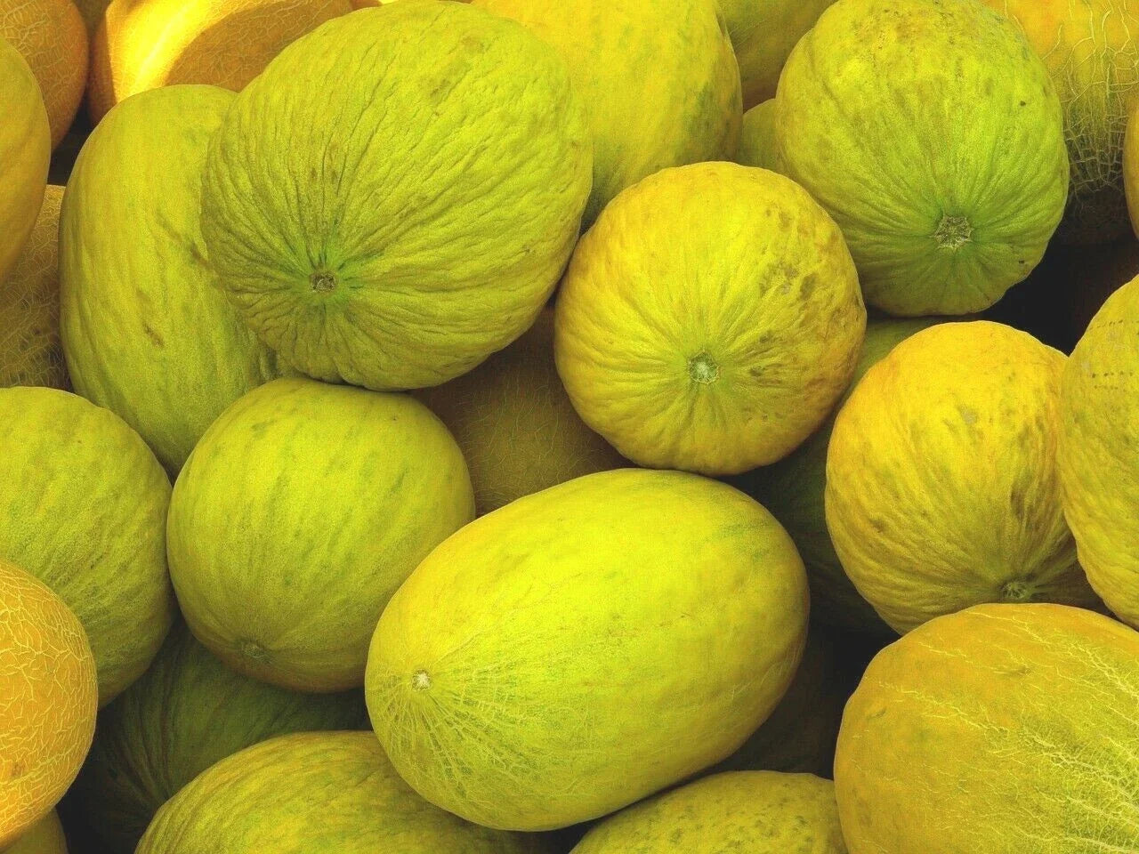Crenshaw Melon Seeds - Heirloom NON-GMO Cantaloupe Seeds for Home Gardening, 50+ Seeds, USA Grown
