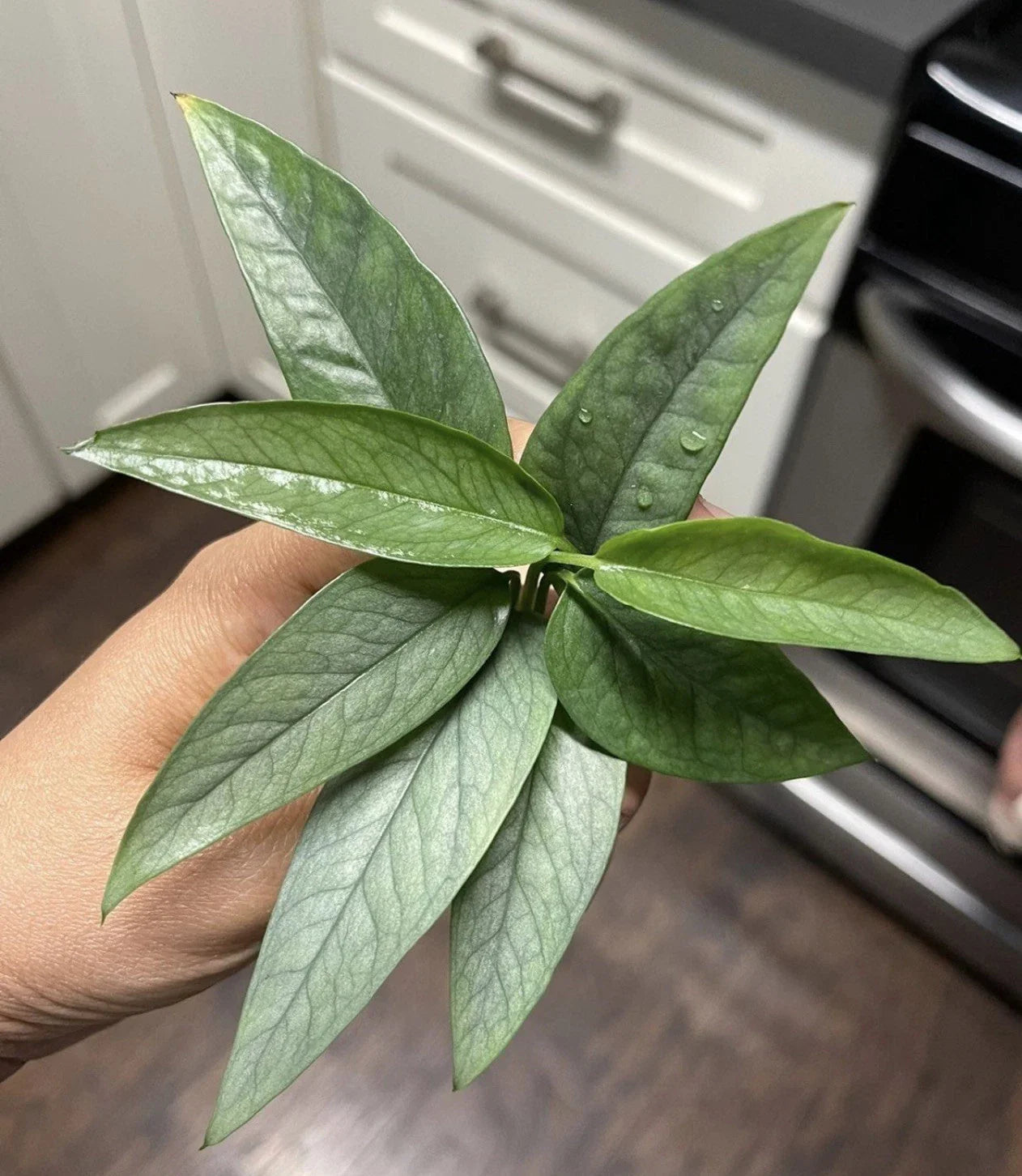 Epipremnum Cebu Blue Cuttings Pack of 5 – Tropical Houseplant Propagation, Blue-Green Foliage, Epipremnum pinnatum 'Cebu Blue'