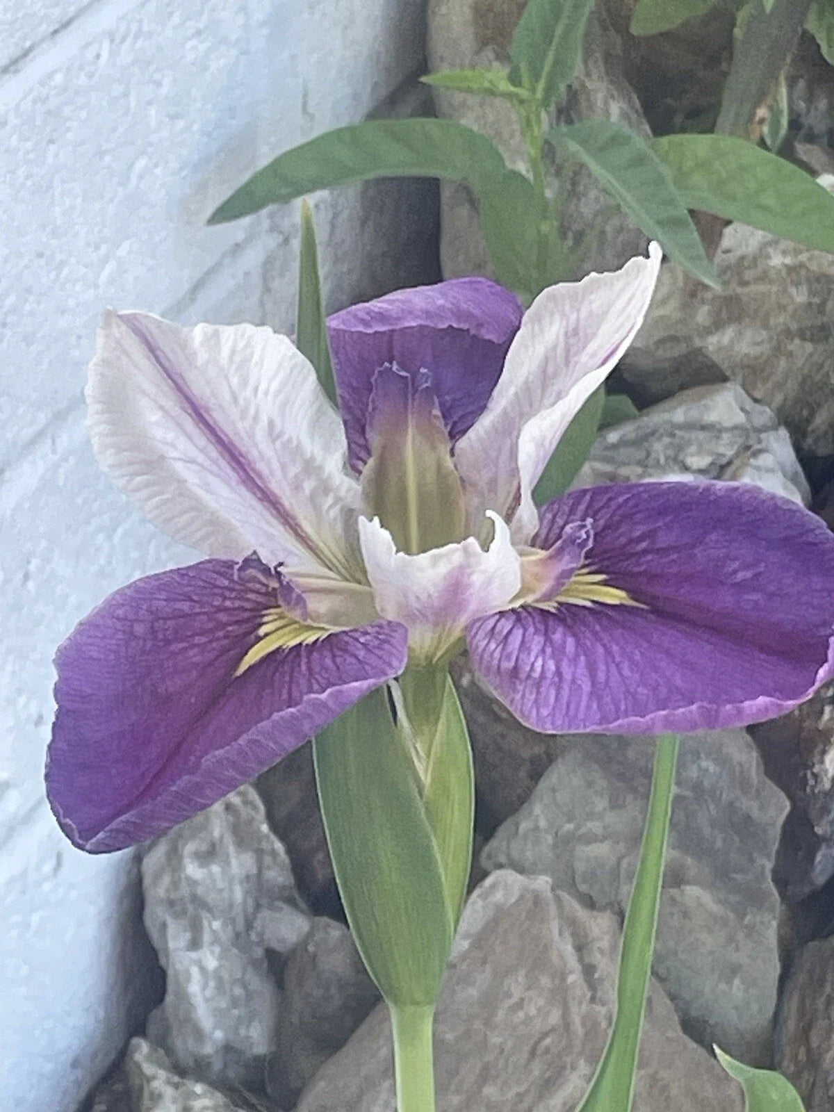 Live Bi-Color Louisiana Iris Aquatic Marginal Pond Plant - Iris hexagona, Water Garden, Bog, Full Sun to Partial Shade