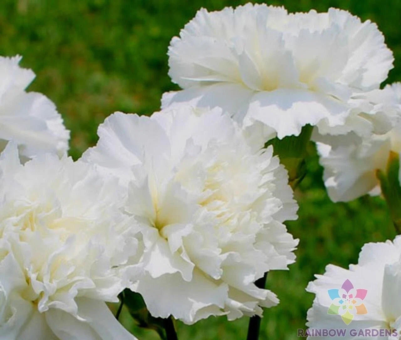 White Grenadin Carnation Seeds - 200+ Non-GMO Seeds for Garden, Borders, Bouquets | Dianthus caryophyllus