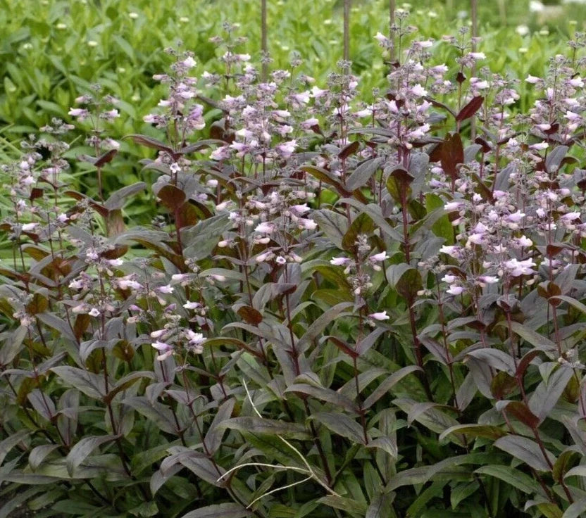 Penstemon Seeds - Bearded Tongue Dark Leaf Mix Perennial Seeds for Pollinators, Easy to Grow, 20 Pack