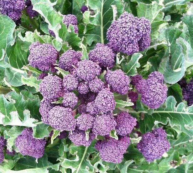 Heirloom Purple Sprouting Broccoli Seeds - Non-GMO, Brassica oleracea, Organic Gardening, Purple Vegetables, Vegetable Seeds