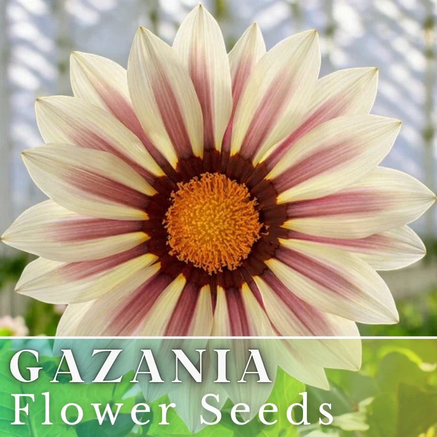 Gazania Seeds - 75+ Vanilla Charm Fragrant Non-GMO Flower Seeds for Gardens & Containers - Gazania rigens