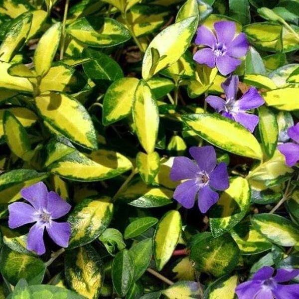 Periwinkle Plant Plug - Variegated Vinca Minor Ground Cover Indoor/Outdoor