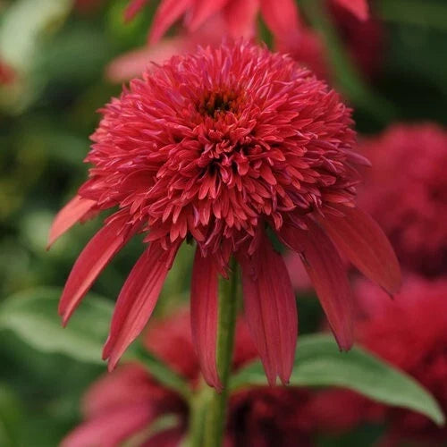 Cranberry Coneflower Seeds - Echinacea purpurea Perennial Flower Seeds for Vibrant Blooms, Butterfly & Bee Attractant, Drought-Tolerant