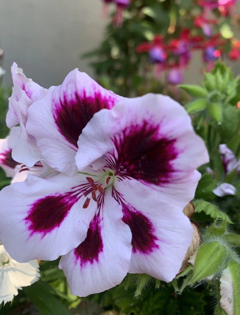 Rare Purple Geranium Cuttings - 2 Perennial White & Bright Purple Geranium 'Rozanne'