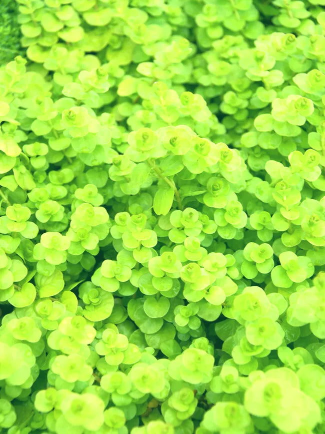 Golden Creeping Jenny Live Plants Set of 6 | Lysimachia nummularia 'Aurea' Lime Foliage Yellow Flowers | Ground Cover, Hanging Baskets