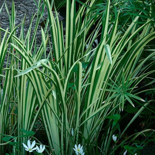 Rooted Live Variegated Sweet Flag Plant - Aquorus calamus 'Variegatus' - Hardy Pond Marginal Plant