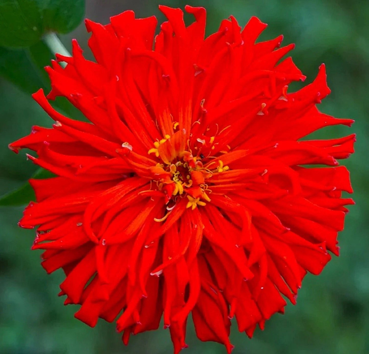 Red Giant Cactus Zinnia Seeds - 100 Pack, Vibrant Red Flowers, Easy to Grow, Zinnia elegans, Garden Bed & Container Plant