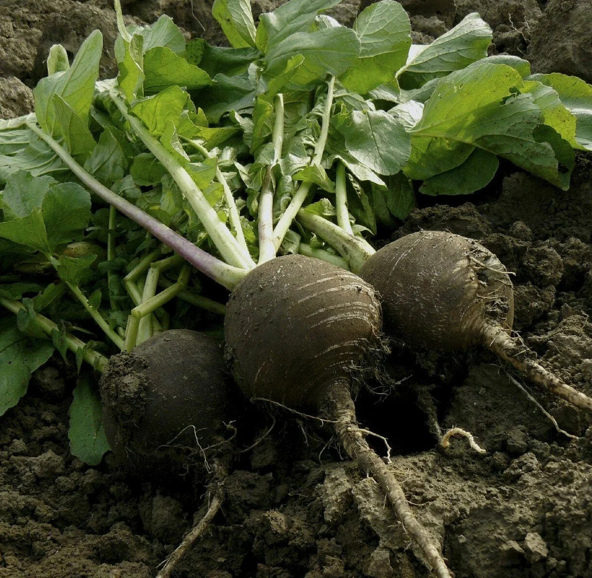 Black Spanish Round Radish Seeds – Raphanus Niger – Heirloom Winter Vegetable, Daikon Radish, Crisp, Fast-Germinating, Packaged Seeds