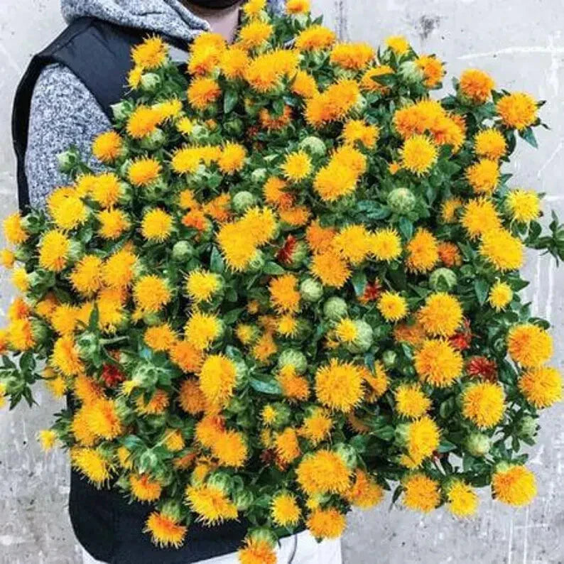 Zanzibar Carthamus Seeds - 20 Organic Seeds - USA Grown