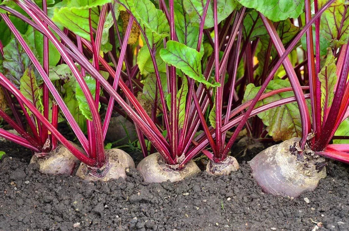 Detroit Red Beets Seeds - Organic Beta vulgaris, 250+ Non-GMO Seeds for Home Gardening, USA Grown, Easy to Grow