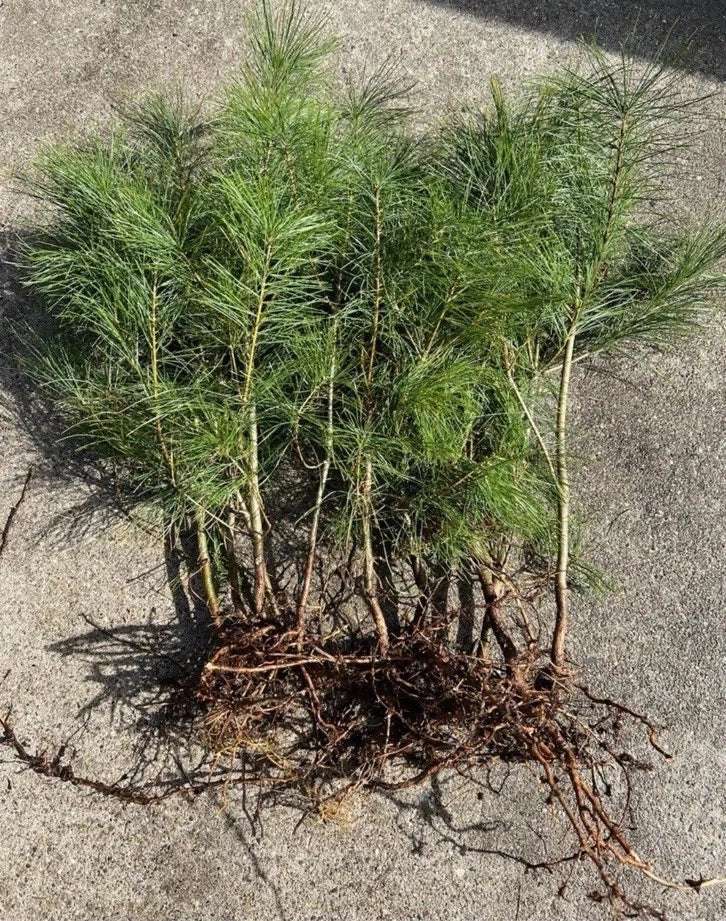 Loblolly Pine Tree Seedlings 5-10 Inches, Pinus taeda, Fast-Growing Native Reforestation Landscaping 10 Pack