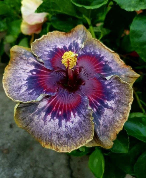 Hibiscus Seeds - 20 Perennial Hibiscus rosa-sinensis Seeds - Purple Yellow Pink Flowers