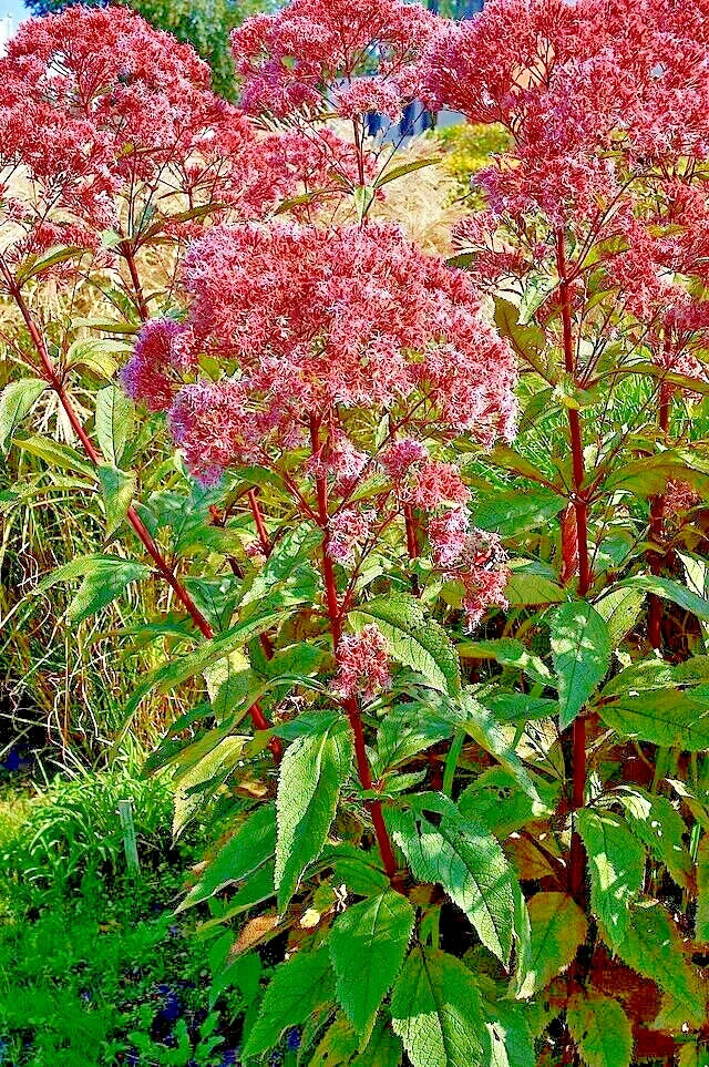 Joe Pye Weed Seeds 1000 Count | Eupatorium purpureum Tall Wildflower Bulk Seeds for Pollinators