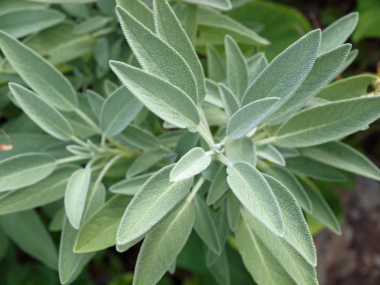 Broadleaf Sage Seeds - 250+ Pack - Perennial Herb - Salvia officinalis - Easy to Grow, Drought Tolerant, Made in USA