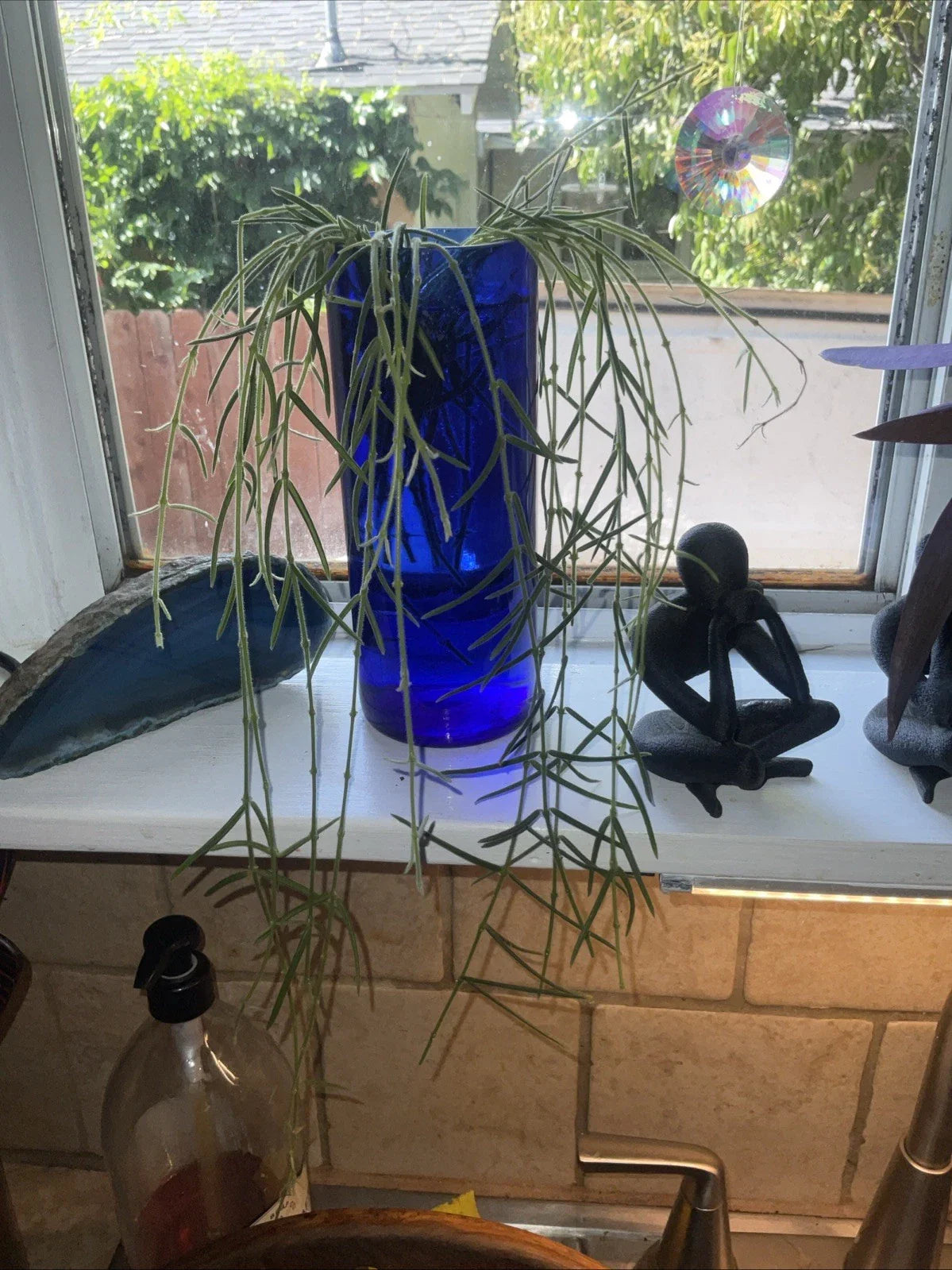 Hoya Linearis Cuttings - 3" Rooted Plant in Pot - Trailing Houseplant - Easy Care Indoor Greenery - Unique Hoya Variety