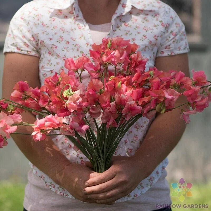Sweet Pea Seeds - 50+ Elegance Salmon Rose Variety - Climbing Vine - Lathyrus odoratus - Garden Flower Seed Pack