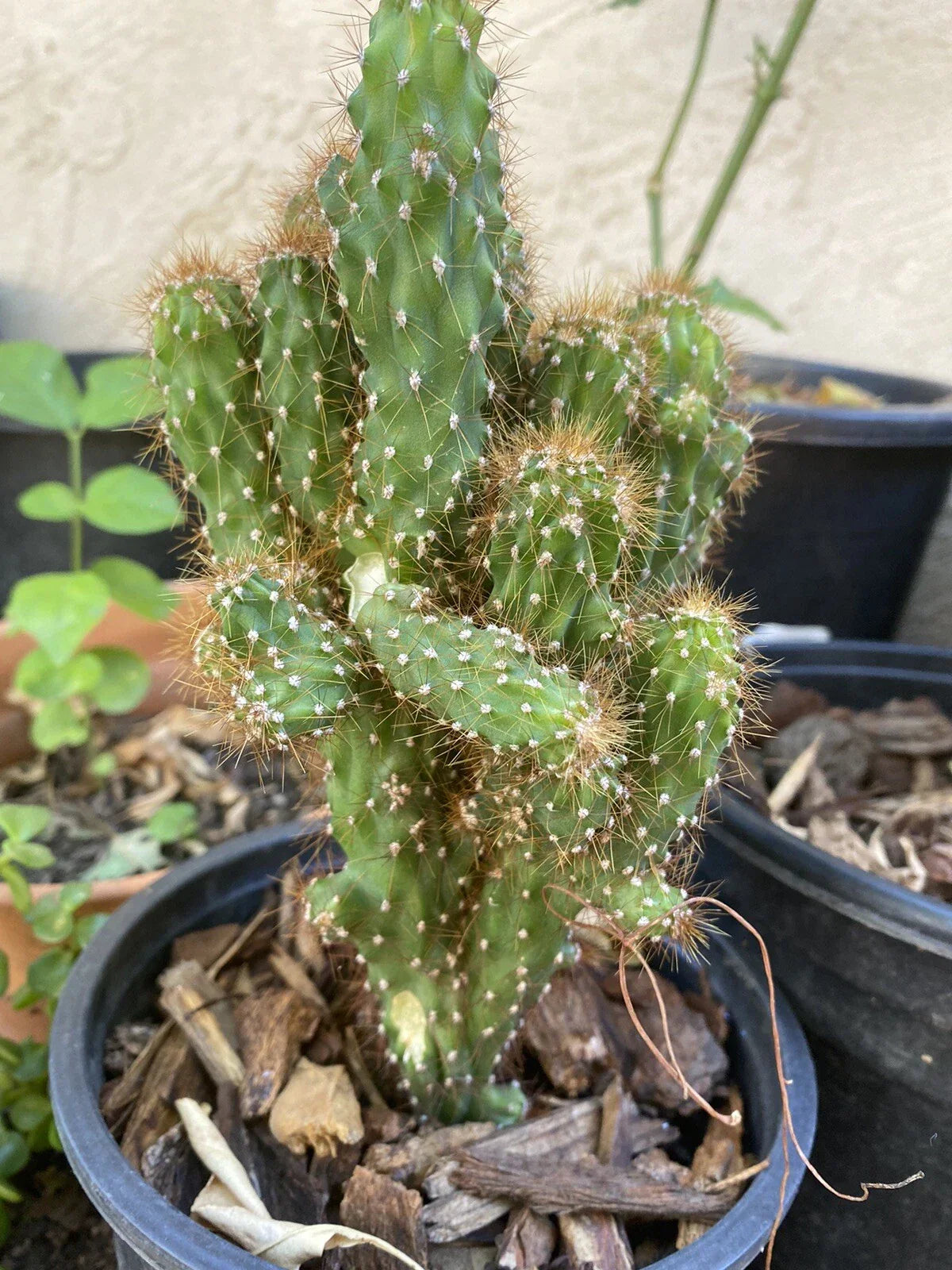 Hardy Cereus Monstrosus Cutting | Sculptural Cactus for Indoor and Outdoor Gardens