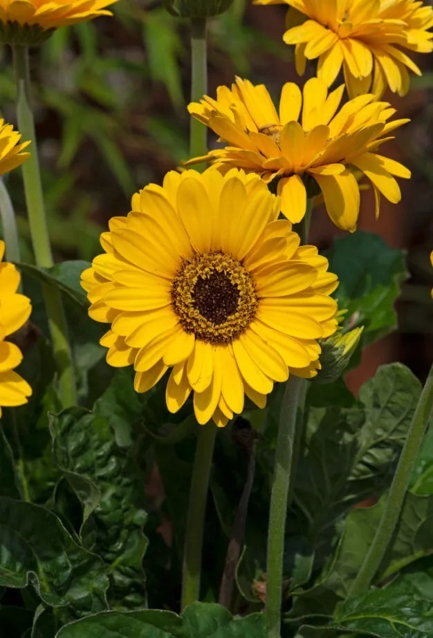 Gerbera Daisy Plant in 3-Inch Pot | Yellow Sweet Vibe | Gerbera jamesonii Live Flowering Plant