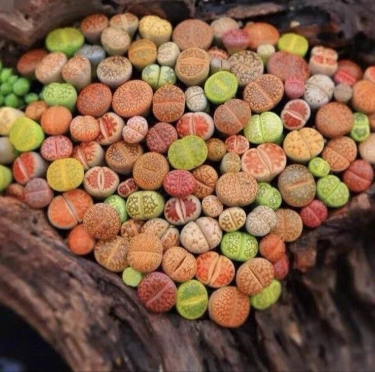 Lithops Living Stones - 10 Pc Bare Root Succulent Plants, Unique Desert Plants, Lithops spp.