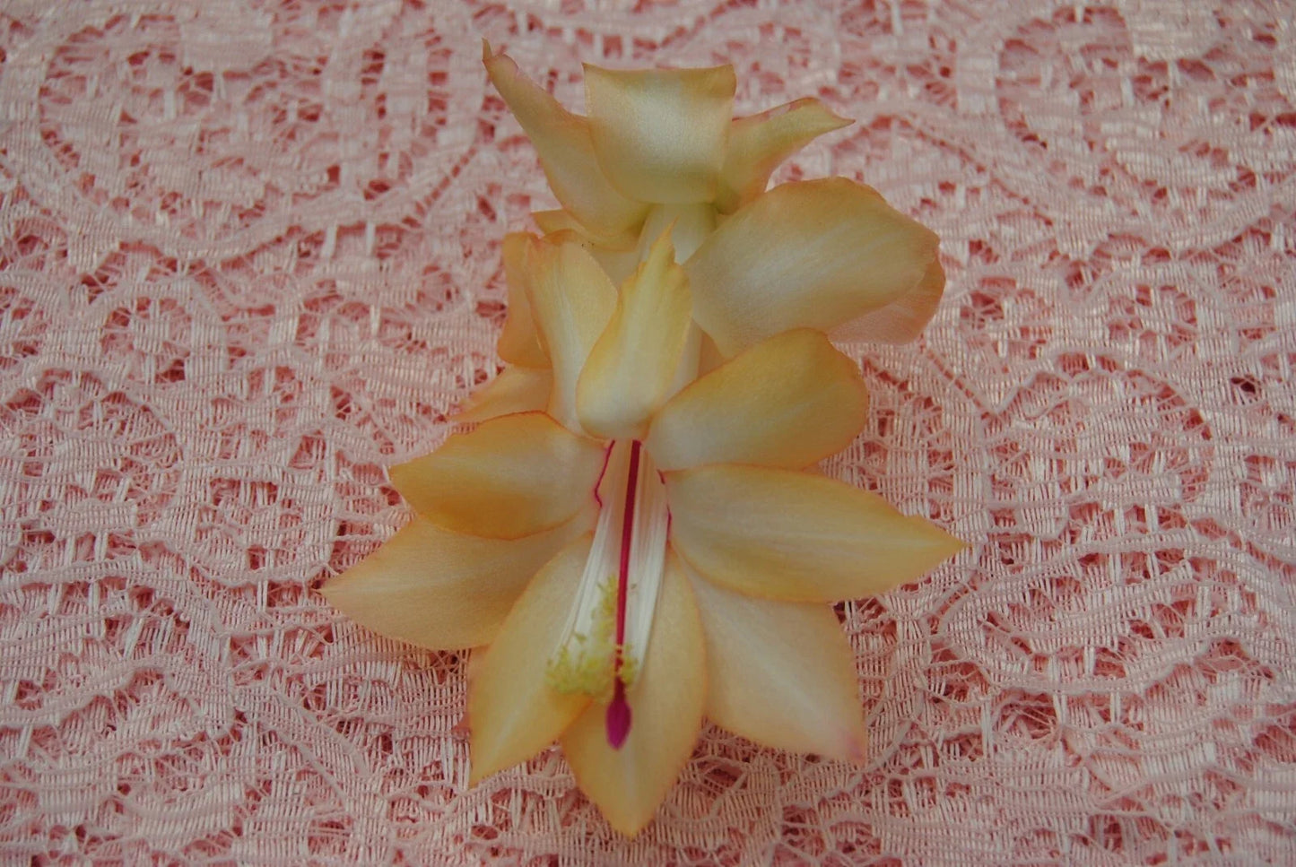 Christmas Cactus Starter Plant, Small Schlumbergera Truncata, Outono Brazil Variety, Well-Rooted Succulent for Indoor Decor